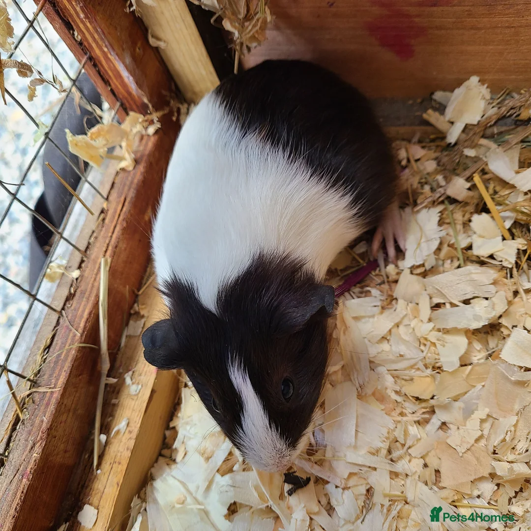 Guinea Pig rodents for sale: Guinea Pigs - Advert 3