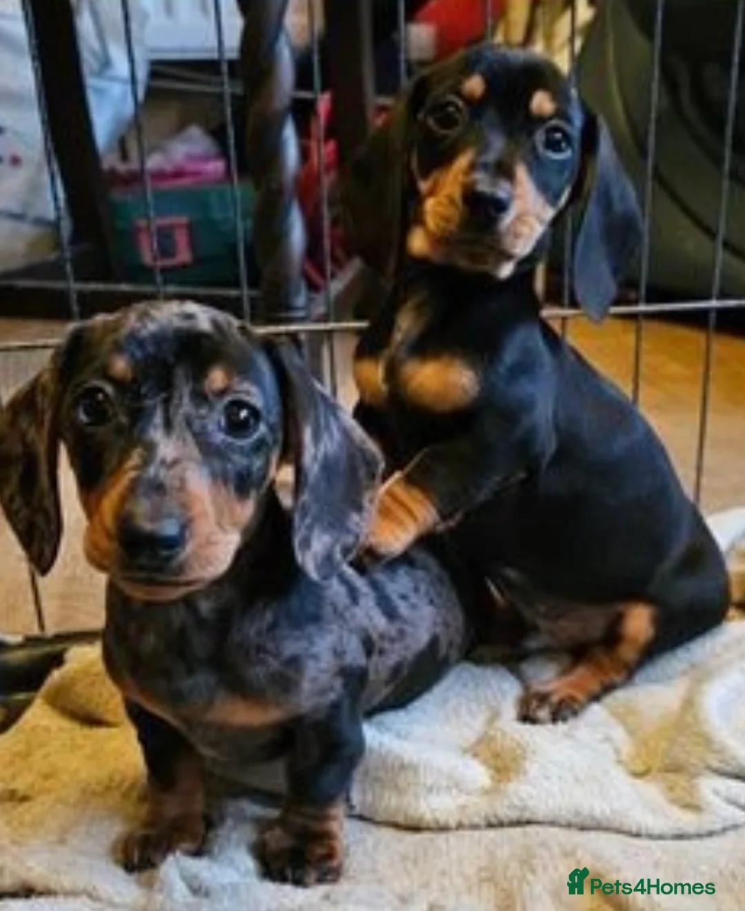 Miniature Dachshund dogs for stud: 🔥For stud proven miniature dachshund🔥   in Windsor - Advert 19