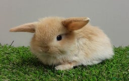 Mini Lop rabbits for sale: Vaccinated wellhandled Mini Lop-please read advert - Image 1