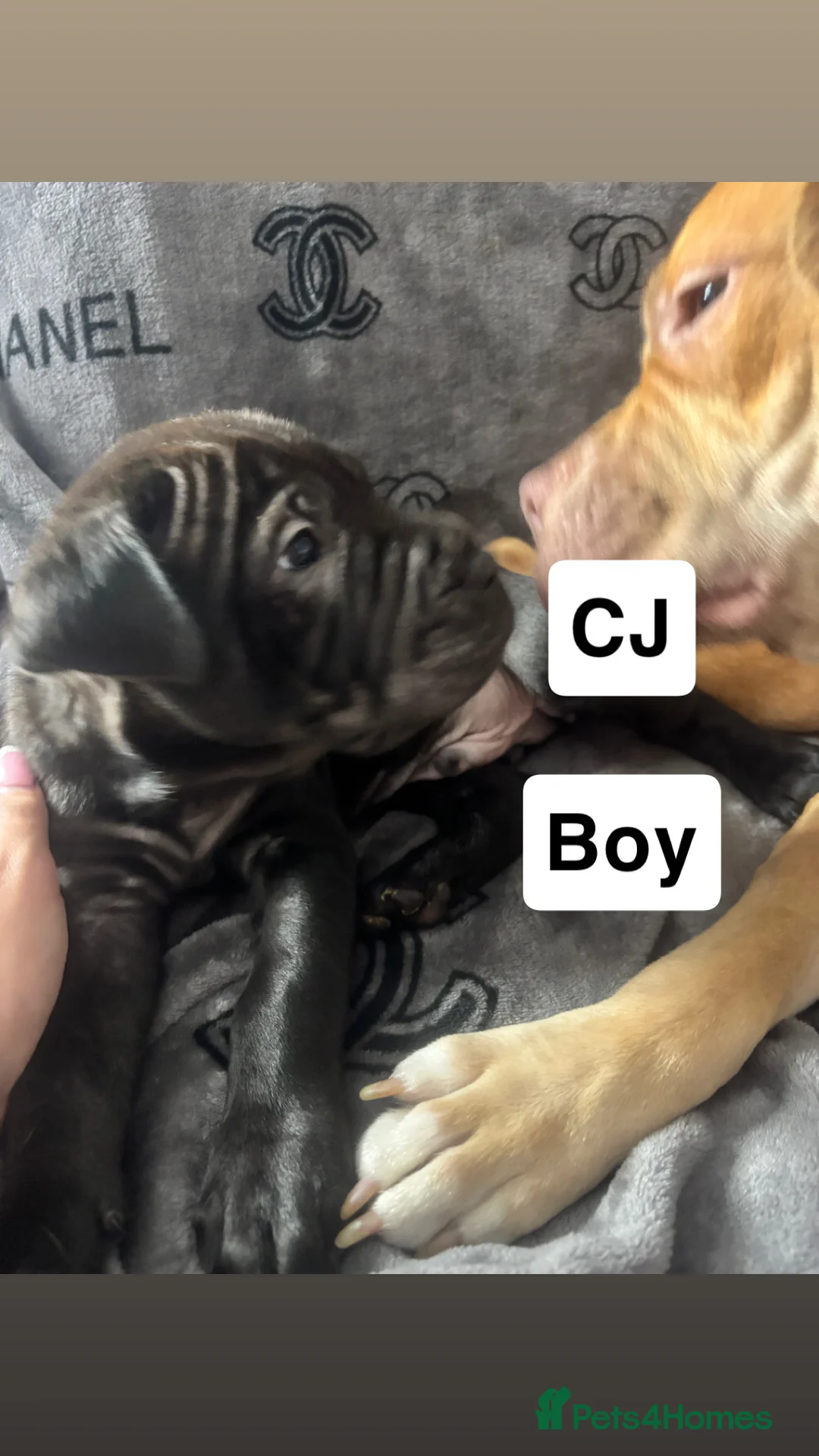 Mixed Breed dogs for sale: Staff/shar pei puppies - Advert 6