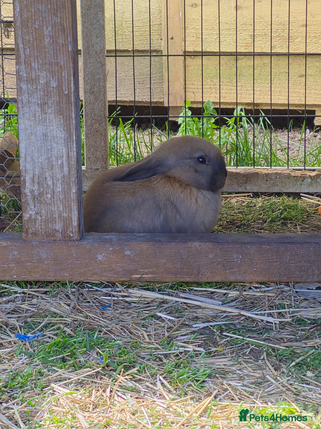 Mixed Breed rabbits for sale: Baby rabbits  - Advert 2