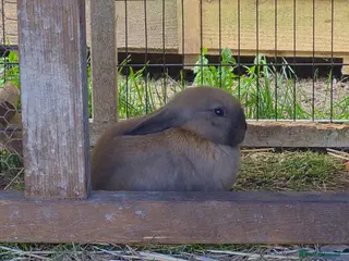 Mixed Breed rabbits Baby rabbits - Advert 1