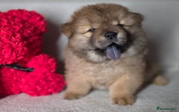 Chow Chow dogs for sale: Last Puppy – Rare Blue Chow Chow Girl🐾 - Image 18
