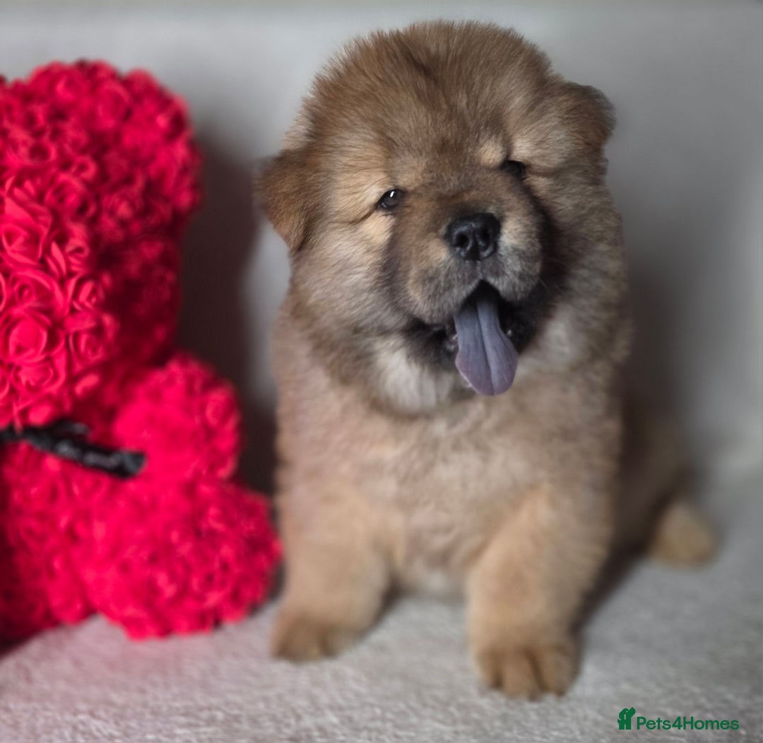 Chow Chow dogs for sale: Last Puppy – Rare Blue Chow Chow Girl🐾 - Image 18