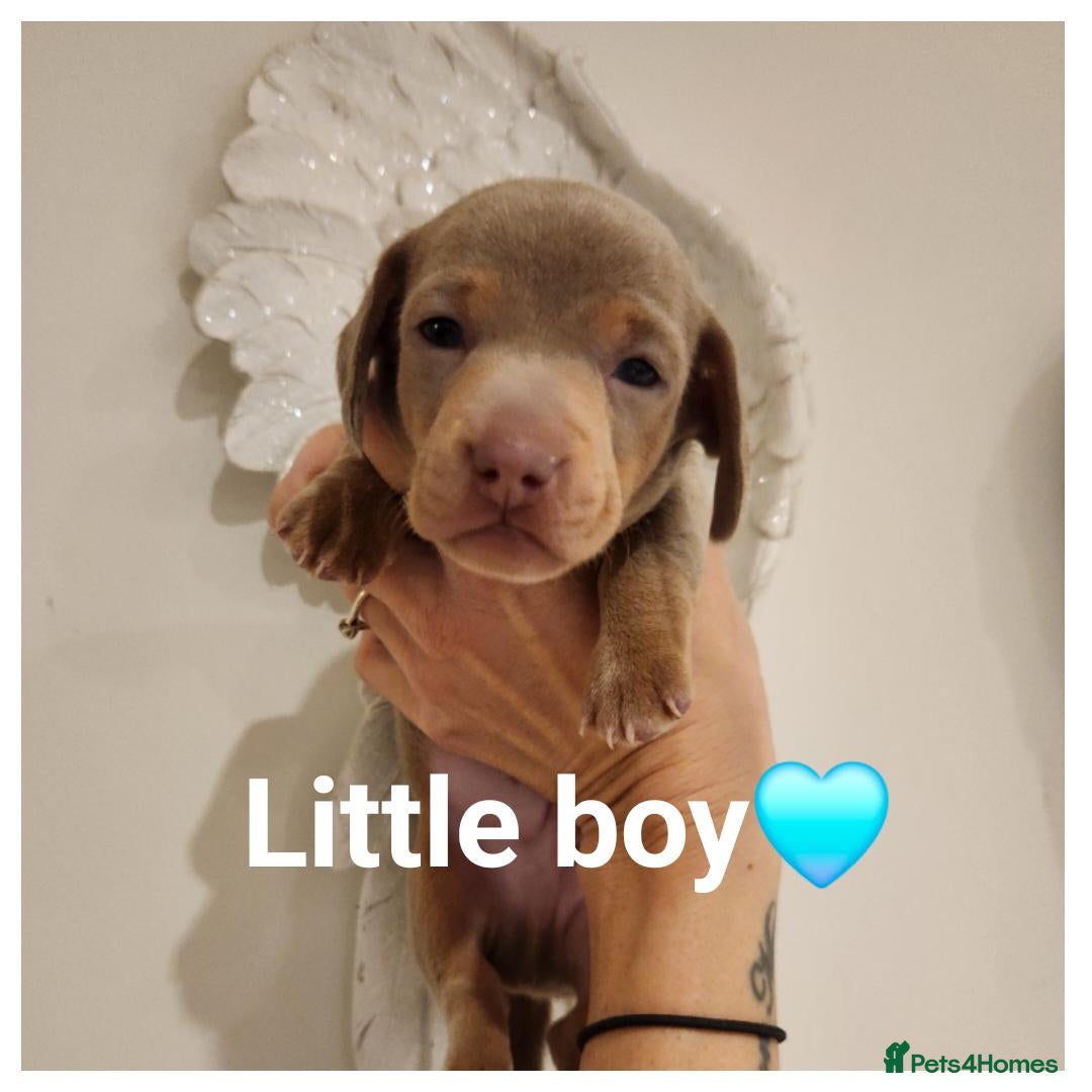 Miniature Dachshund dogs for sale: Stunning miniature dachshund puppies  - Advert 5