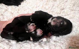 Cocker Spaniel dogs for sale: Extremely well bred KC Cocker Spaniel puppies  - Image 3
