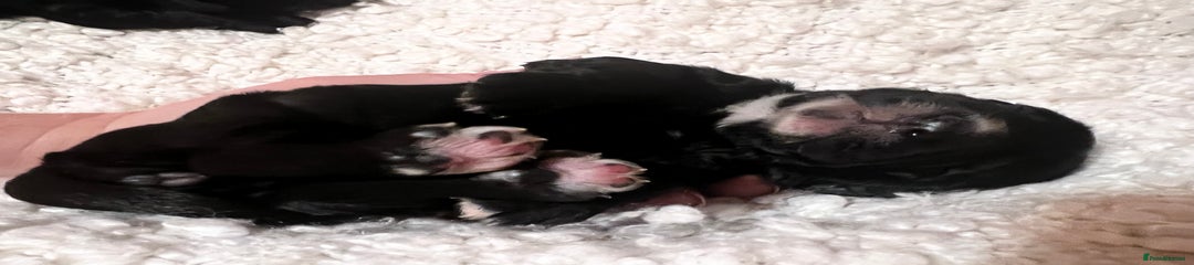 Cocker Spaniel Puppy 6
