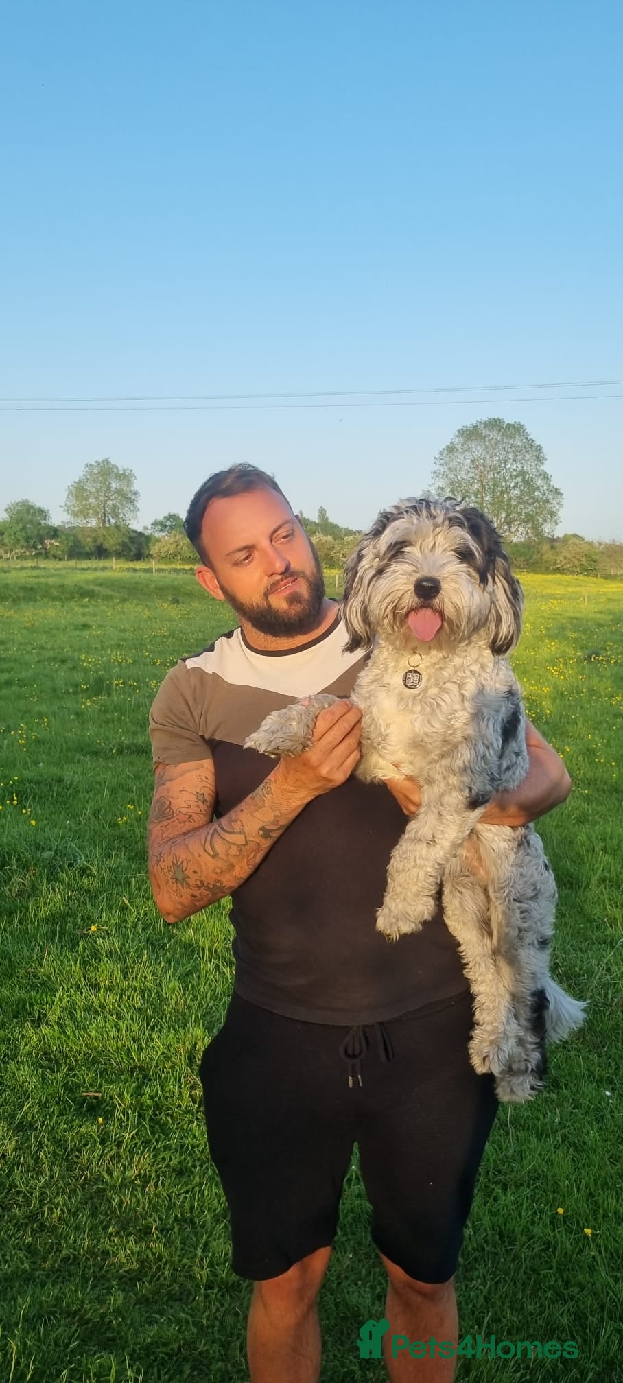 Cavapoo dogs 12 month old Cavapoo Male - Advert 1