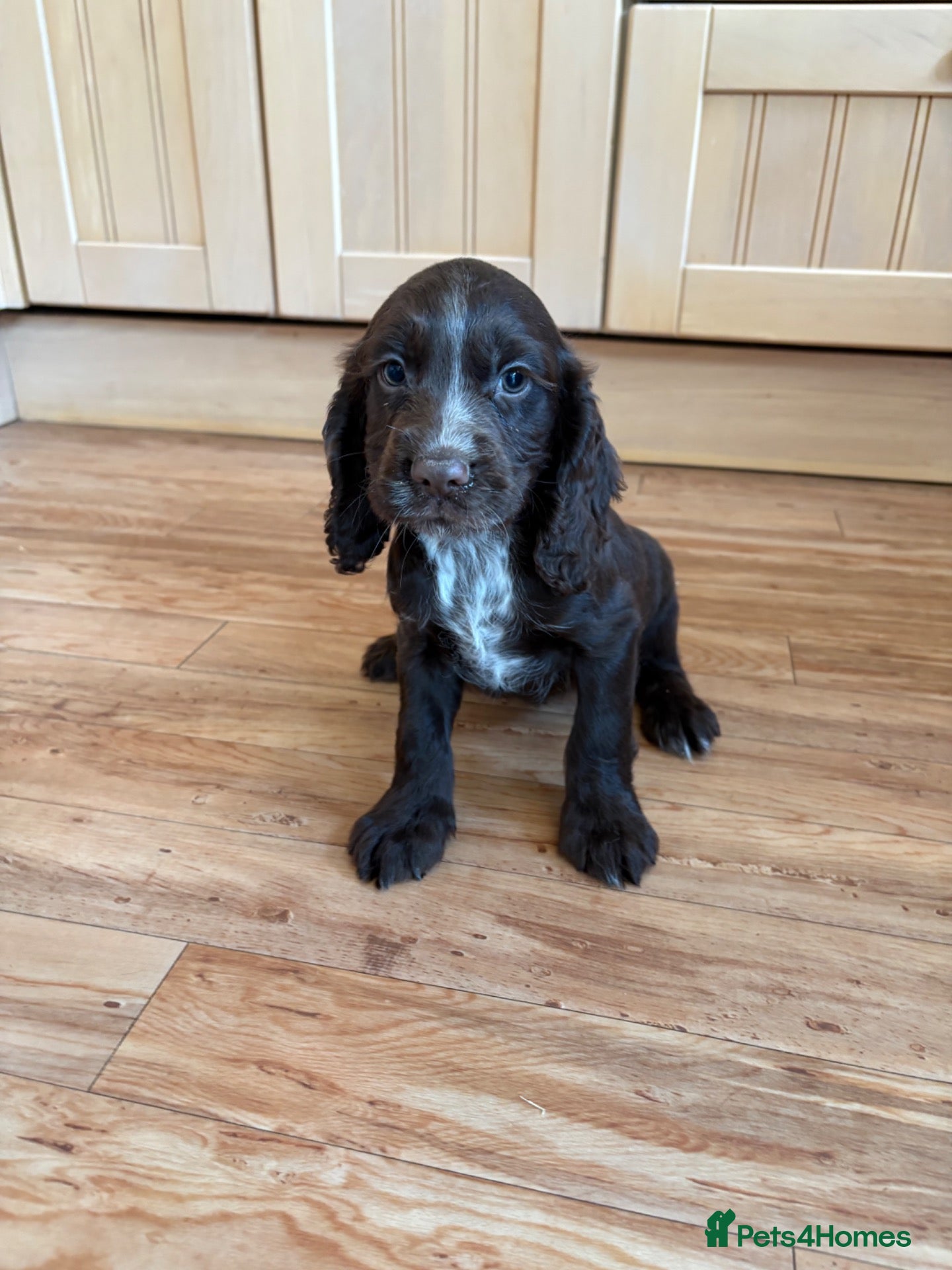Cocker Spaniel dogs Beautiful KC working cocker spaniel puppies  - Advert 8