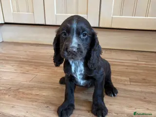 Cocker Spaniel dogs Beautiful KC working cocker spaniel puppies - Advert 8