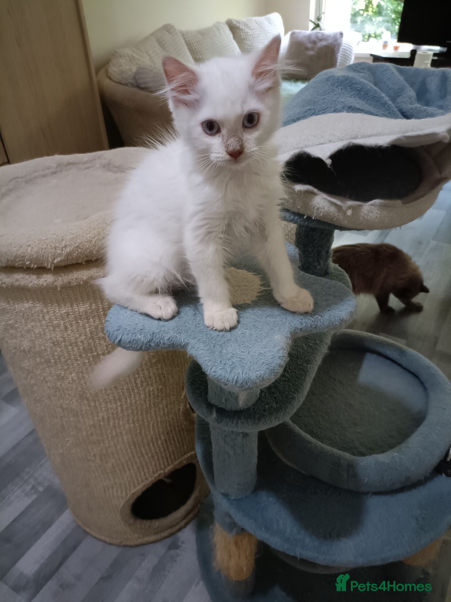 Ragdoll cats Ready now Rare active fawn point boy - Advert 2