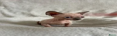 Sphynx Kitten 4