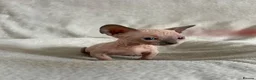 Sphynx cats for sale: Short Leg Munckin Sphinx Kittens(BullyCat) - Advert 9