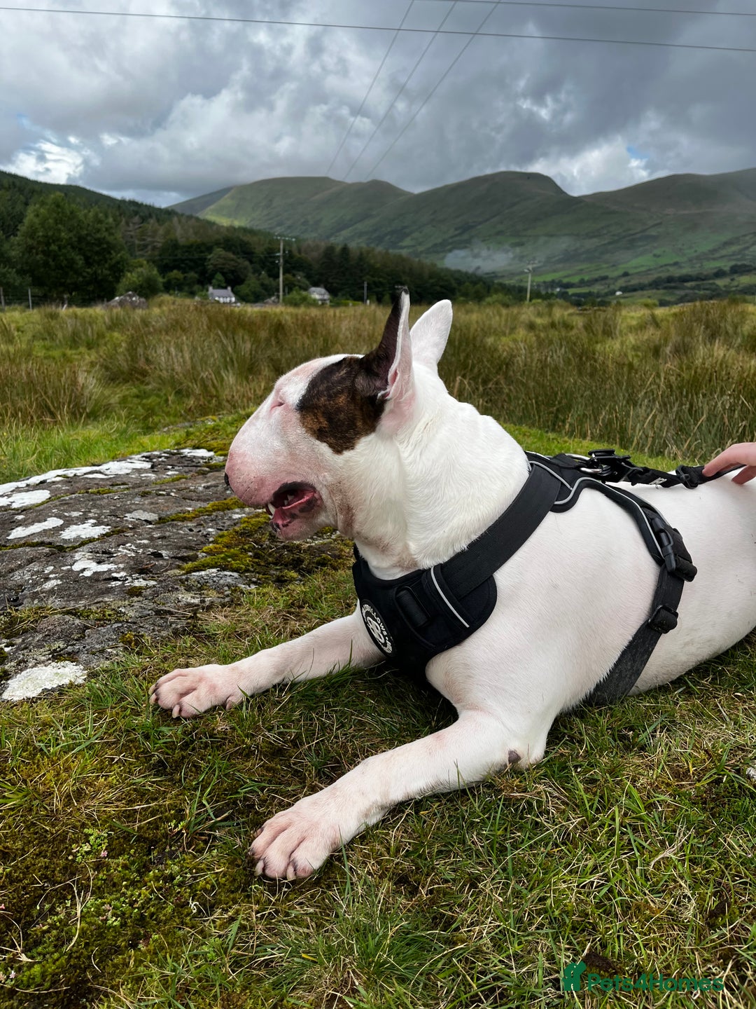 English Bull Terrier dogs for stud: Amazing boy for stud in Liverpool - Advert 14