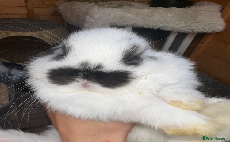 Mini Lop rabbits - Advert 15