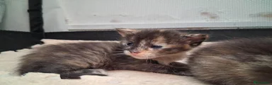 Maine Coon 4