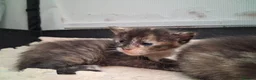 Maine Coon cats for sale: GORGEOUS MAINE COON KITTENS  in Milton Keynes - Advert 5