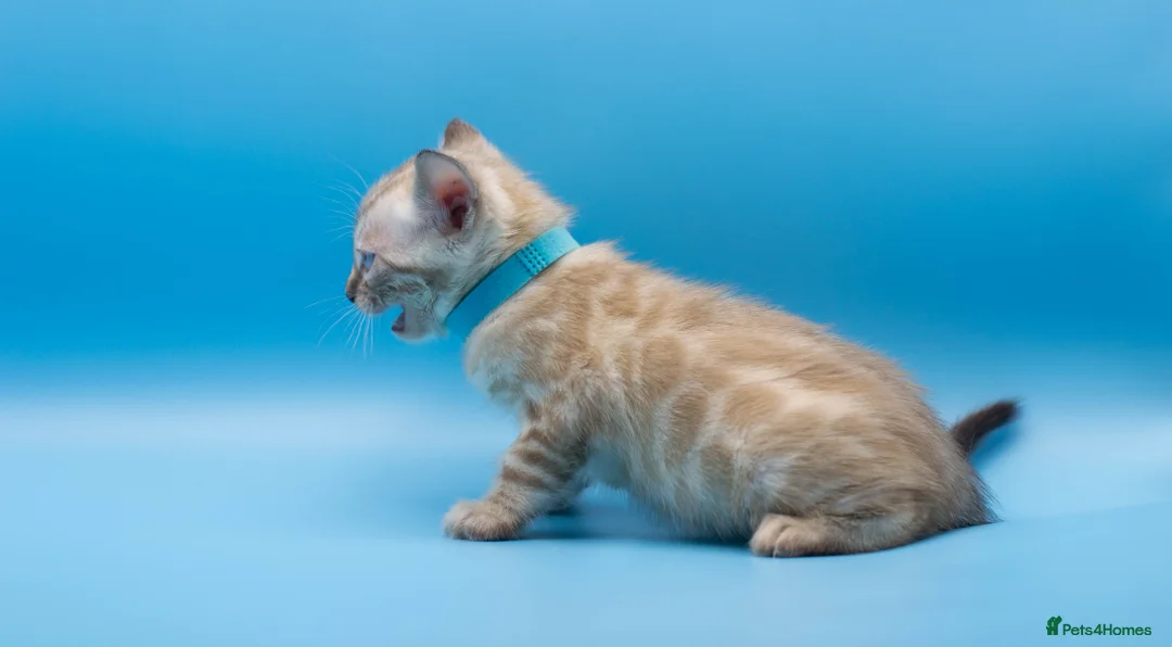 Bengal cats for sale: Snow Lynx Bengal Kittens–Available for Reservation - Advert 20