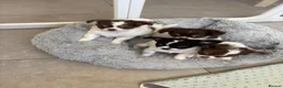 Chihuahua dogs for sale: Litter of tiny long haired chihuahuas - Advert 5