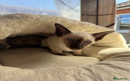 Siamese cats for sale: Siamese kittens - girls  - Image 27