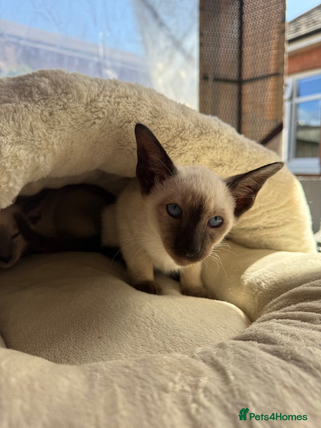 Siamese cats for sale: Siamese kittens - girls  - Image 27