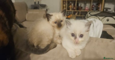 Ragdoll cats - Advert 13