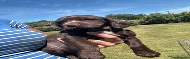 Sprocker 4