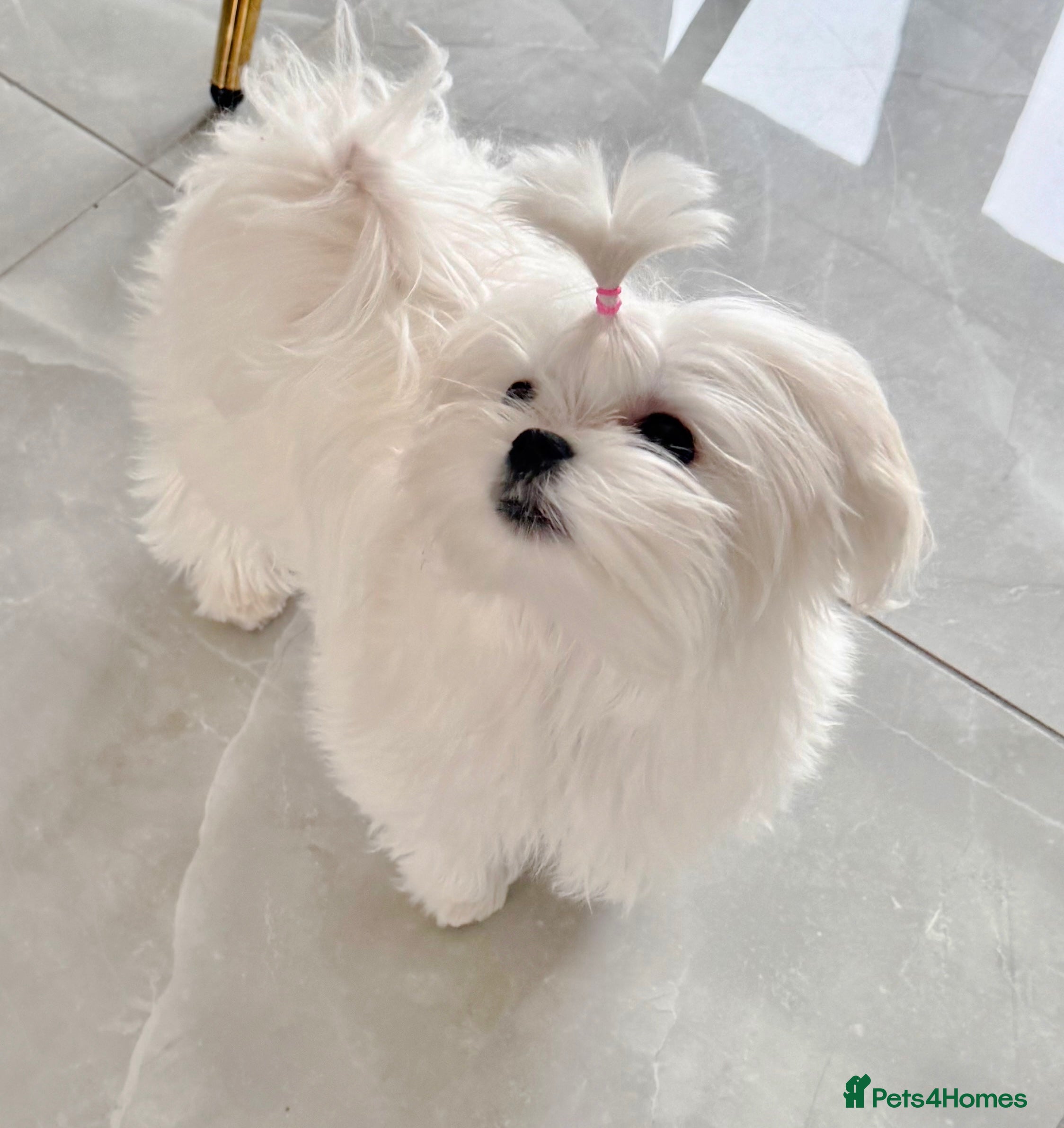 Maltese dogs 💎Last Boy Full Korean Maltese  Available💎 - Advert 3