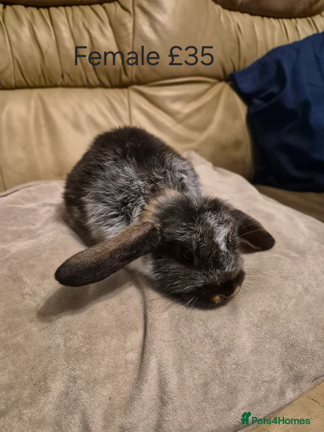 Mini Lop rabbits for sale: 5 Cute Baby Mini Lop X Rabbits - Advert 2