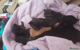Mixed Breed cats for sale: 5 beautiful kittens - Image 2