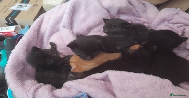 Mixed Breed cats - Advert 11