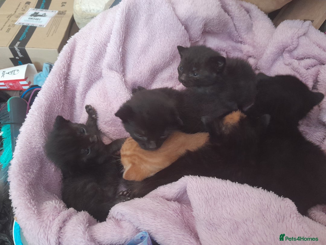Mixed Breed cats for sale: 5 beautiful kittens - Image 2