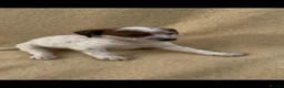 Jack Russell dogs for sale: **outstanding jack russell pups** in Poole - Advert 16
