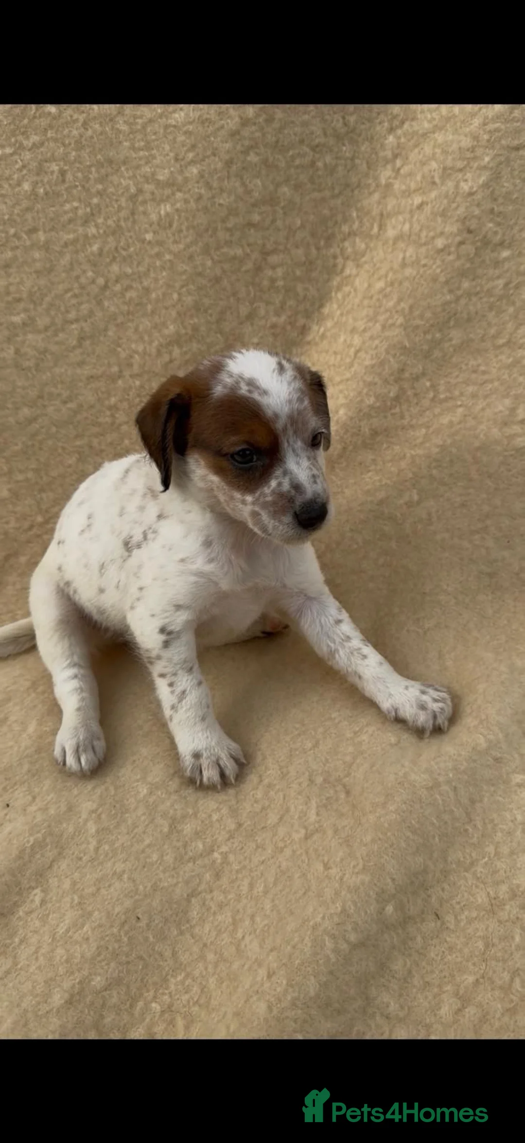 Jack Russell dogs for sale: **outstanding jack russell pups** in Poole - Advert 16