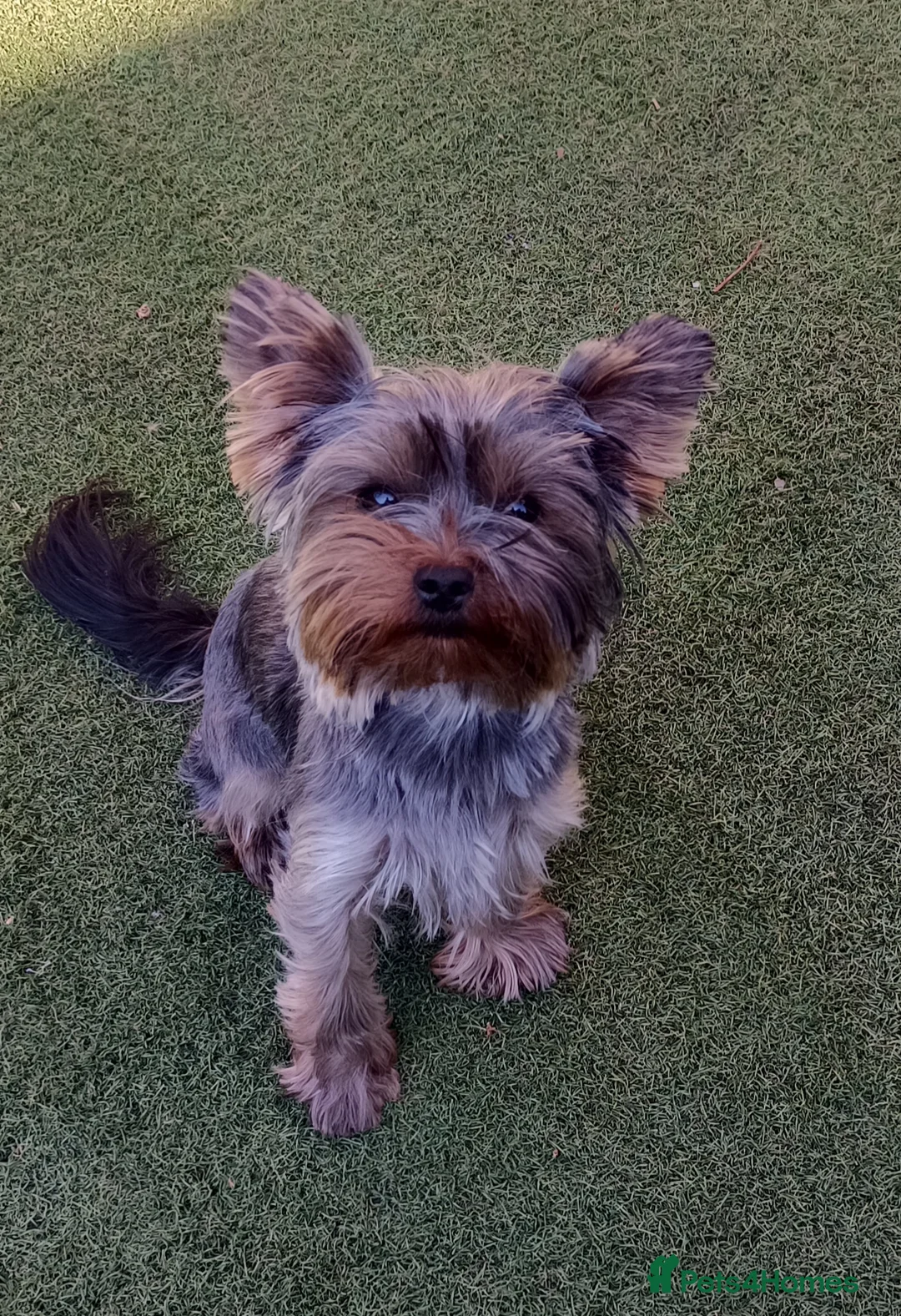Yorkshire Terrier dogs for sale: Yorkshire terrier miniature girl in Pontefract - Advert 1