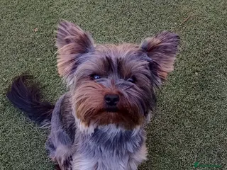 Yorkshire Terrier dogs Yorkshire terrier miniature girl - Advert 2