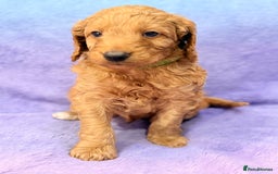 Mini Goldendoodle dogs for sale: Gorgeous Mini Goldendoodles By Therapy Asst Mom - Image 11