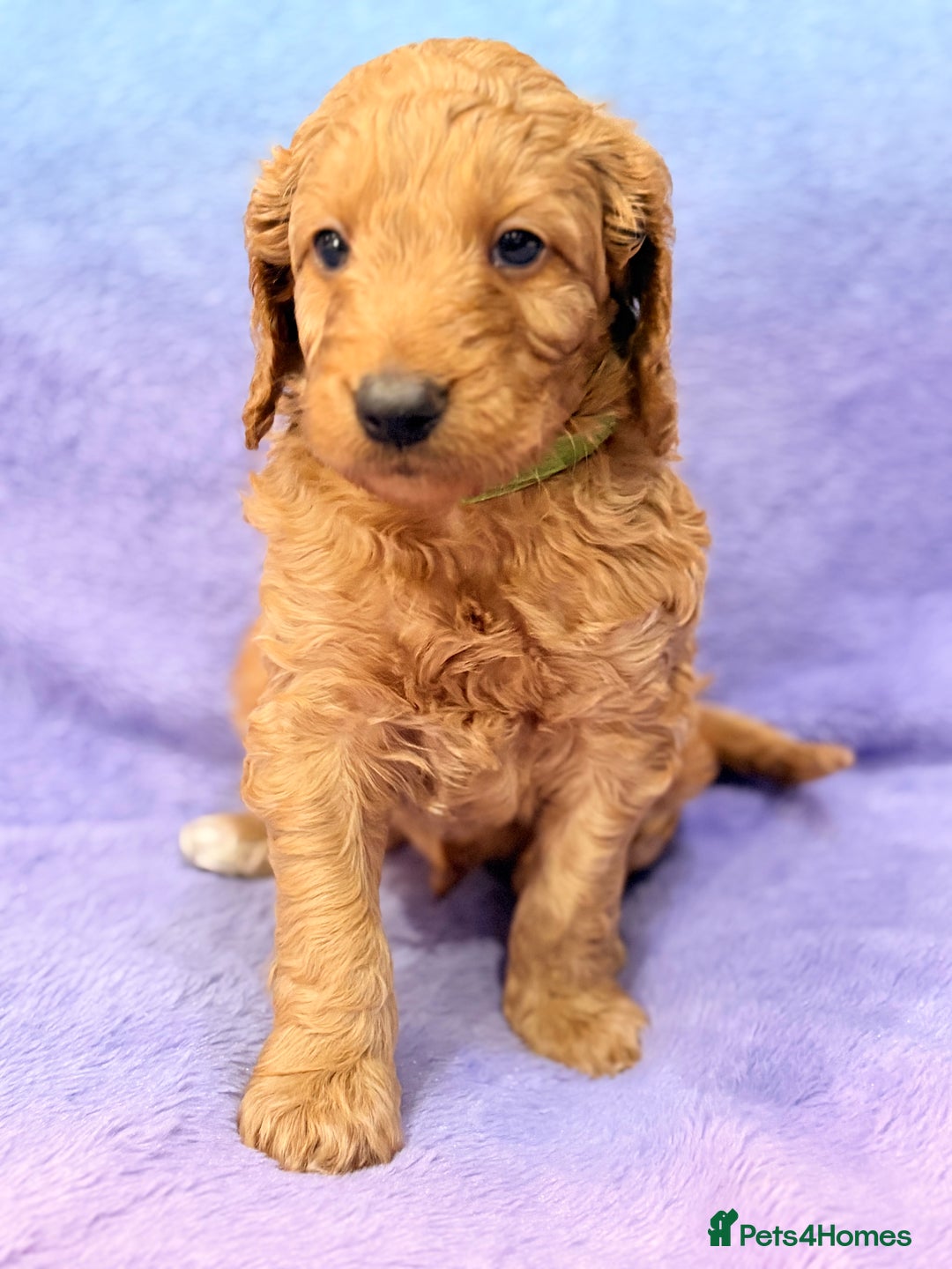 Mini Goldendoodle dogs for sale: Gorgeous Mini Goldendoodles By Therapy Asst Mom - Image 11