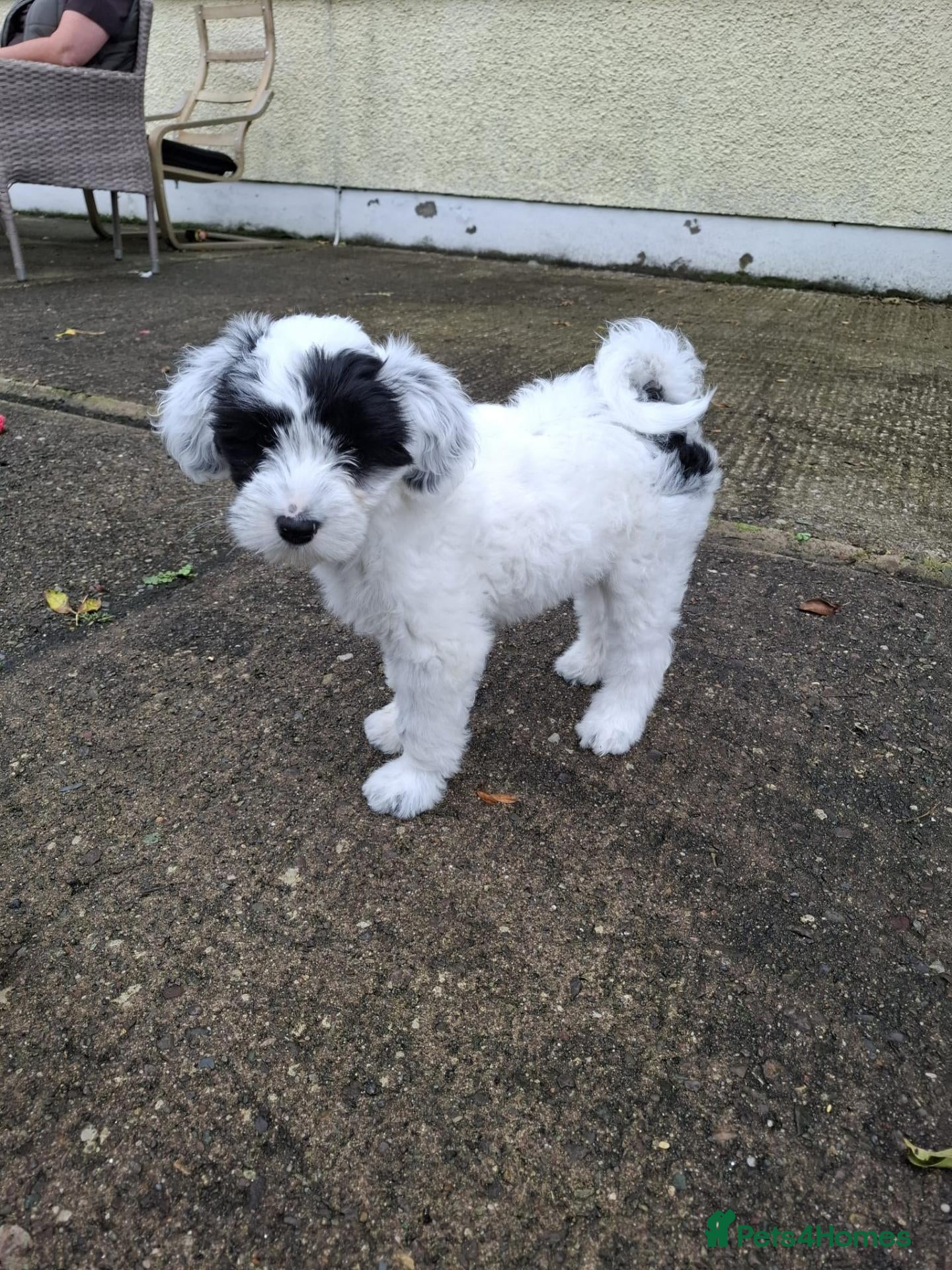 Tibetan Terrier dogs KC registered Tibetan Terrier's - Advert 13