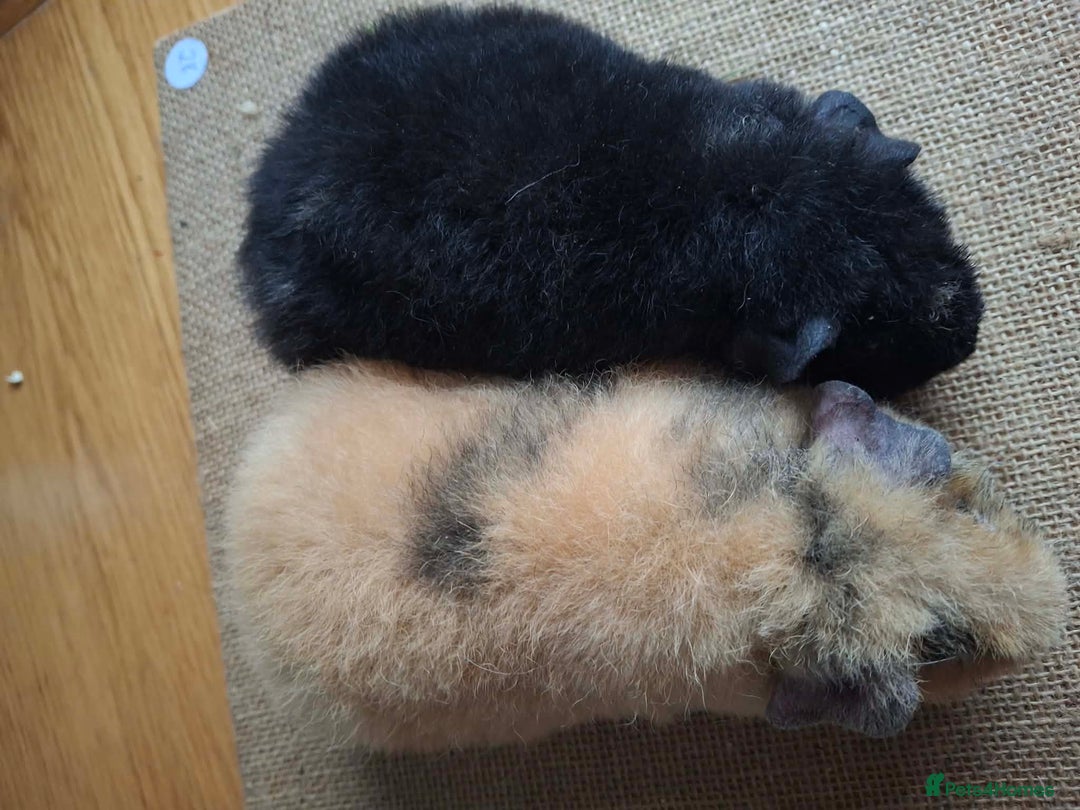 Guinea Pig rodents for sale: Teddy baby boars brothers  - Advert 5
