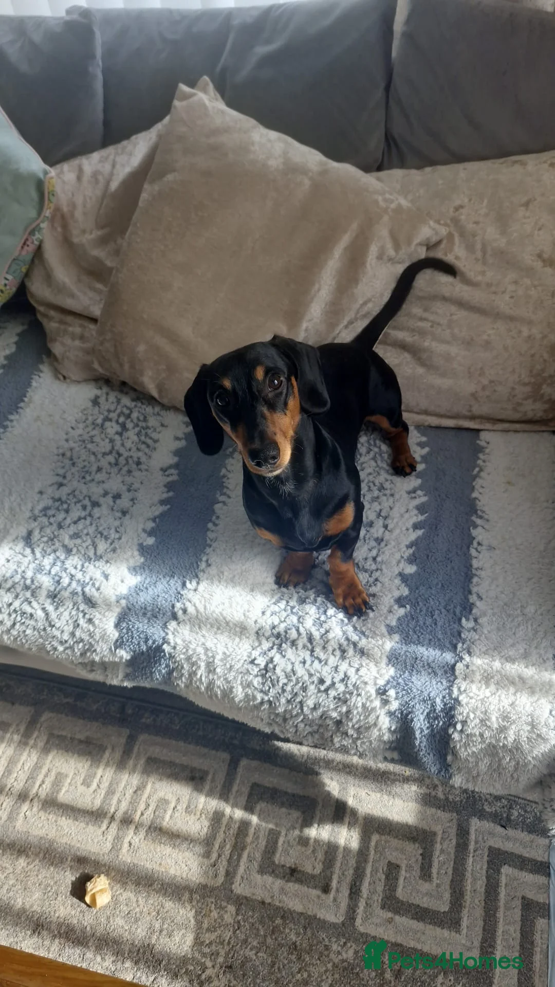 Dachshund dogs for sale: Rome the dashound  in Bordon - Advert 3