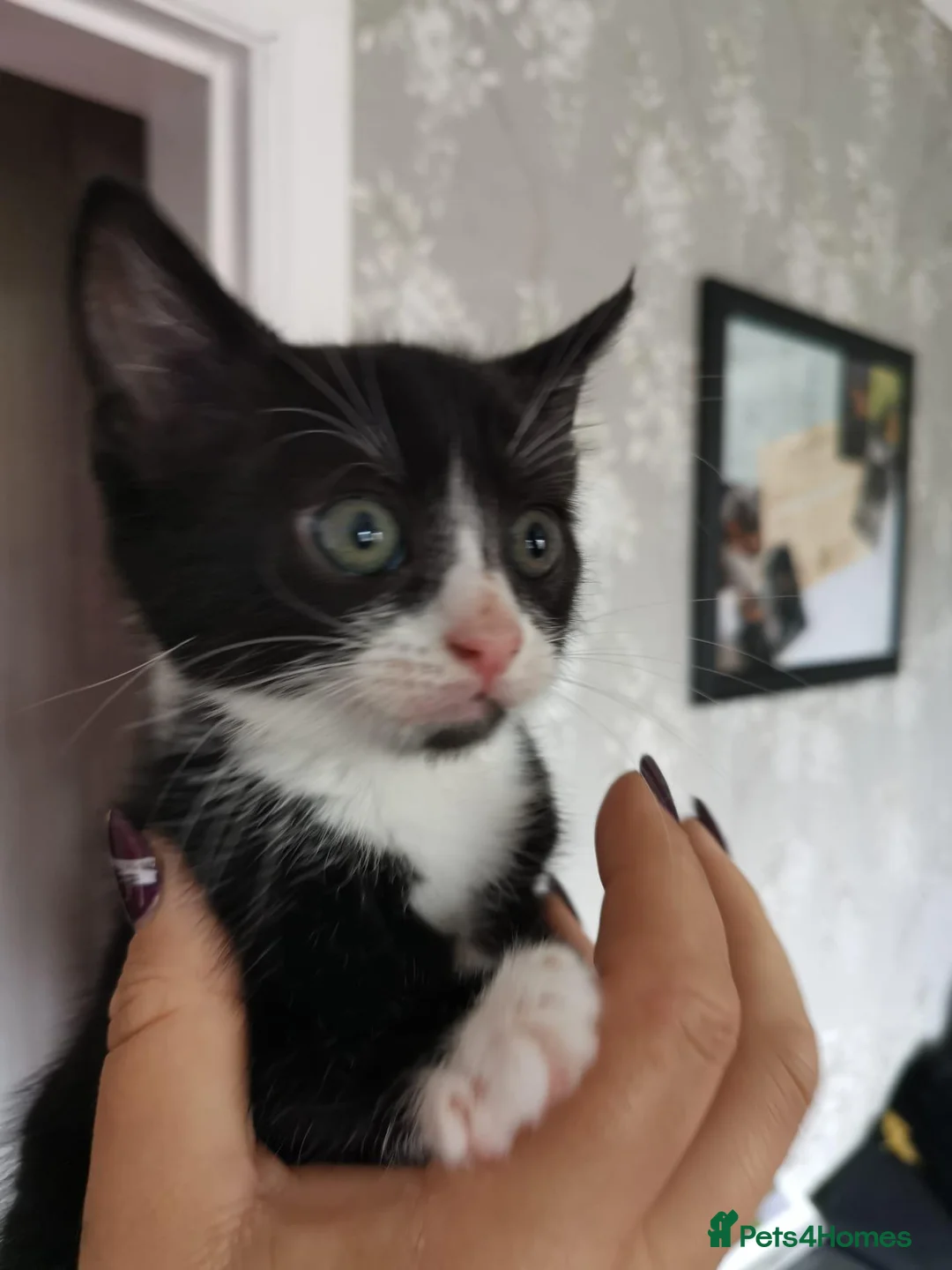 British Shorthair cats for sale: 6 beautiful kittens ready for their forever homes - Advert 2