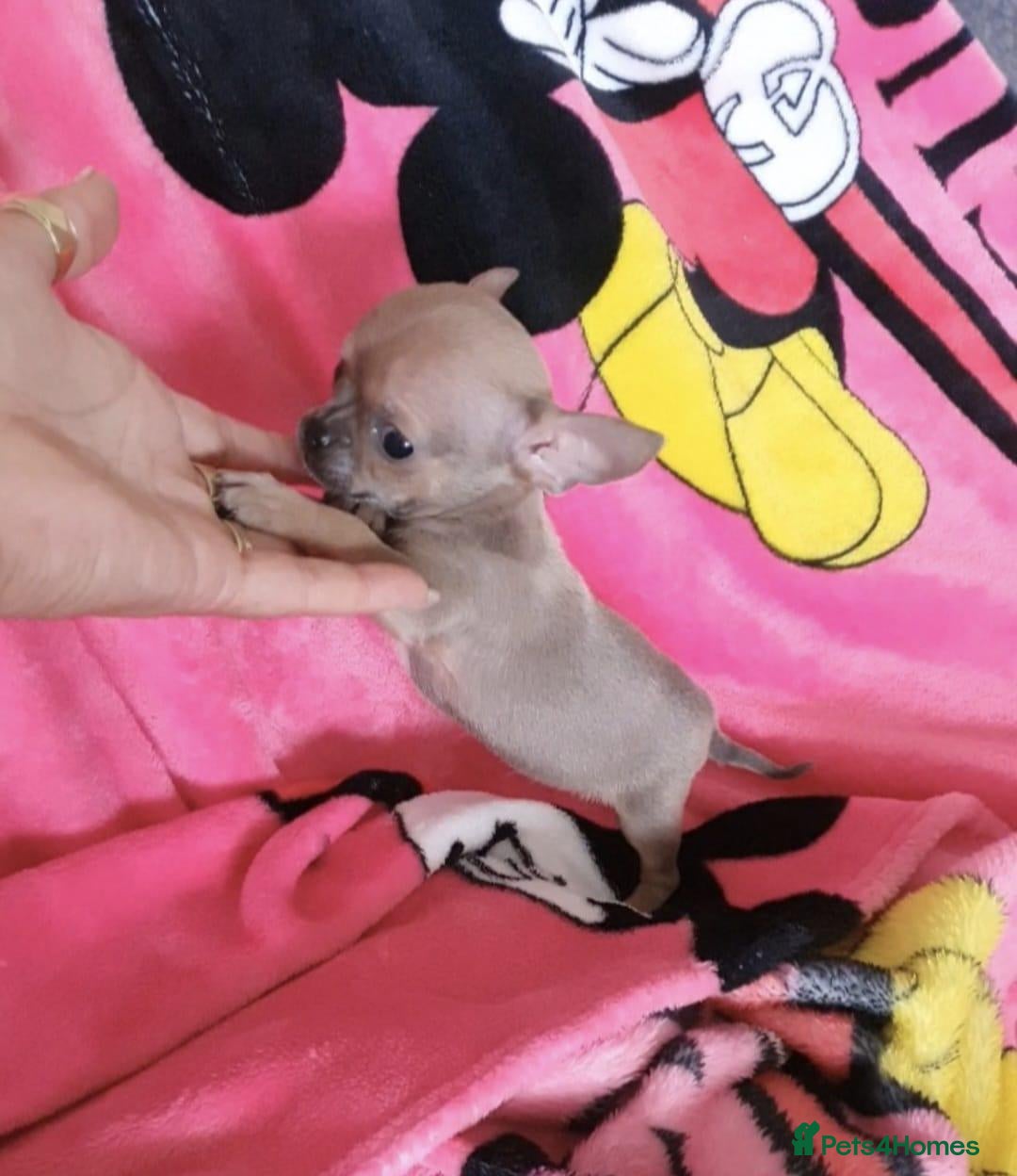 Chihuahua dogs for sale: Tiny Blue Fawn chihuahua boy  - Image 12