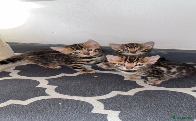 Bengal cats - Advert 3
