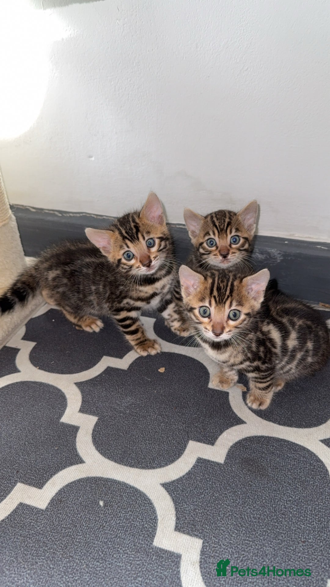 Bengal cats for sale: 3 beautiful pure breed bengals  - Image 1