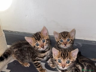 Bengal cats - Advert 1