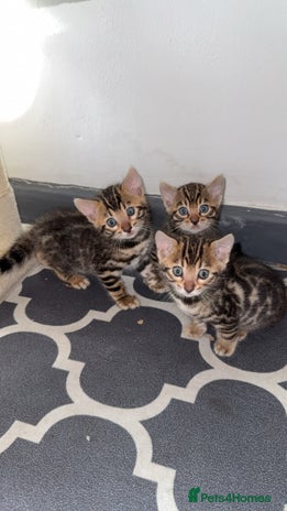 Bengal cats - Advert 1