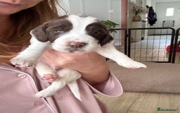 Sprocker dogs for sale: Sprocker Spaniel Pups - Image 5