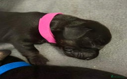 Miniature Dachshund dogs for sale: 🐾 Smooth Haired Dachshund Puppies 🐾 - Image 3