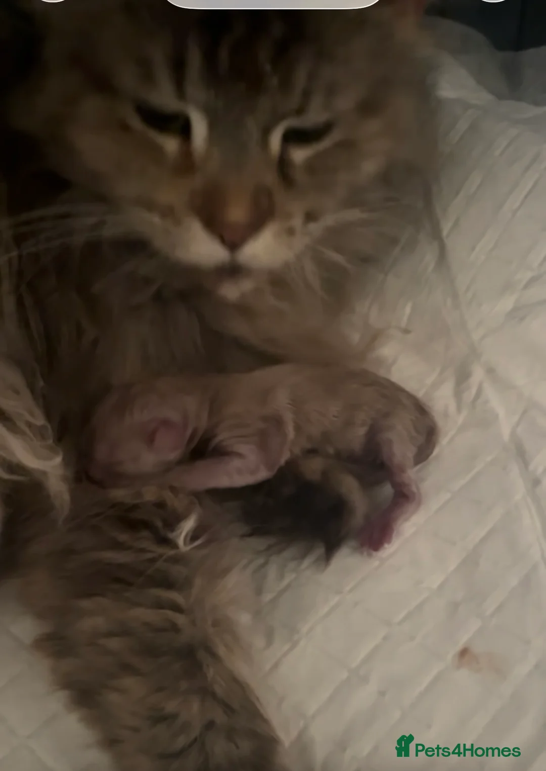 Maine Coon cats for sale: One stunning X-Large classic tabbie Mainecoon boy  - Advert 1